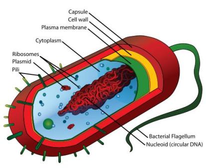 Cell structure of a bacterium, one of the two domains of prokaryotic life